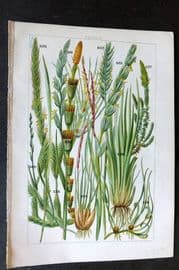 Gordon C1900 Print. Grasses, Wheat, Moss 32