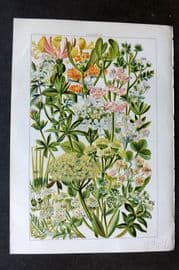Gordon C1900 Print. Parsley, Chervil, Coriander, Mistletoe, Elder, Gulder Rose 13