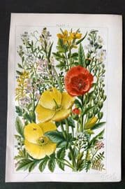 Gordon C1900 Print. Poppy, Celandine, Sea Rocket, Cress, Pepperwort, Scurvy Grass 02