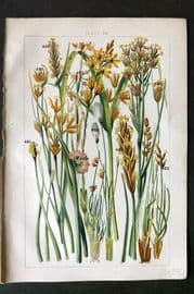 Gordon C1900 Print. Rushes, Cotton Grass, Sedge 28