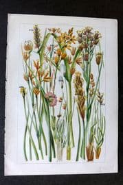 Gordon C1900 Print. Rushes, Cotton Grass, Sedge 28