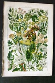 Gordon C1900 Print. Saxifrage, Dropwort, Fool's Parsley, Fennel, Hogweed 12