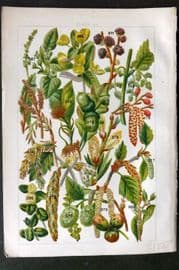 Gordon C1900 Print. Spurge, Nettle, Dog's Mercury, Oak, Elm, Alder, Poplar 23