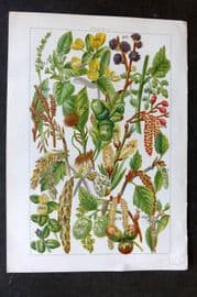 Gordon C1900 Print. Spurge, Nettle, Dog's Mercury, Oak, Elm, Alder, Poplar 23