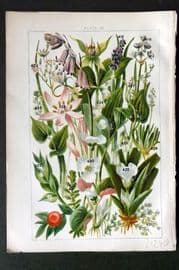 Gordon C1900 Print. Squill, Hyacinth, Asparagus, Saffron, Thyme, Herb Paris 26