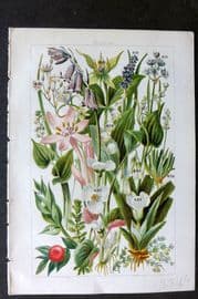 Gordon C1900 Print. Squill, Hyacinth, Asparagus, Saffron, Thyme, Herb Paris 26