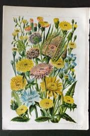 Gordon C1900 Print. Teasel, Ox Tongue, Thistle, Hawkweed Nipplewort Chicory 14