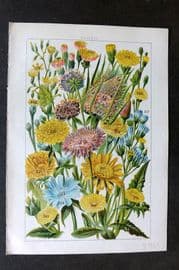 Gordon C1900 Print. Teasel,  Ox Tongue, Thistle, Hawkweed Nipplewort Chicory 14