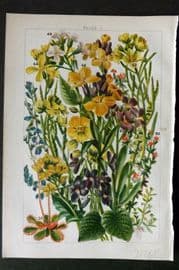 Gordon C1900 Print. Wallflower, Rocket, Radish, Violet, Milkwort, Sea Heath 04