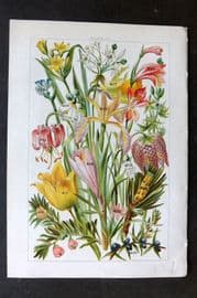 Gordon C1900 Scotch Fir, Juniper, Yew, Gladioulus, Crocus, Daffodil, Tulip 25