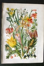 Gordon C1900 Scotch Fir, Yew, Gladioulus, Crocus, Daffodil Narcissus, Tulip 25