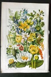 Gordon C1900 Traveller's Joy, Hellebore, Marsh Marigold, Monkshood, Water Lily 01