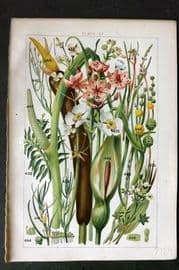 Gordon C1900 Water Plantain, Star Fruit, Arrow Head, Pond Weed, Pipe wort 27