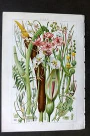 Gordon C1900 Water Plantain, Star Fruit, Arrow Head, Pond Weed, Pipe wort 27