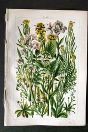 Gordon C1900 Whitlow Grass, Madwort Cuckoo Flower, Water Cress, Mustard 03