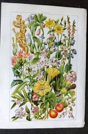 Gordon C1900 Whortleberry, Cross Heath, Heather, Strawberry, Bearberry Holly 17