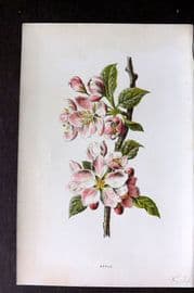 Hulme 1878 Antique Botanical Print. Apple