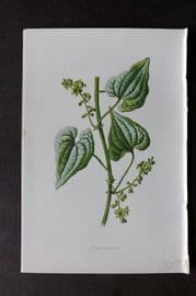 Hulme 1878 Antique Botanical Print. Black Bryony