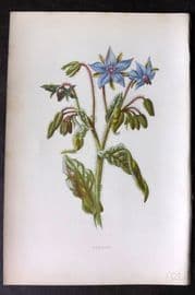 Hulme 1878 Antique Botanical Print. Borage