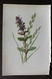 Hulme 1878 Antique Botanical Print. Bugle and Tall Fescue Grass