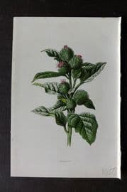 Hulme 1878 Antique Botanical Print. Burdock