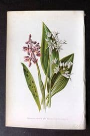 Hulme 1878 Antique Botanical Print. Common Orchis and Broad Leaved Garlic Orchid