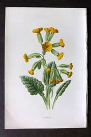 Hulme 1878 Antique Botanical Print. Cowslip