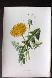 Hulme 1878 Antique Botanical Print. Dandelion