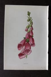 Hulme 1878 Antique Botanical Print. Foxglove