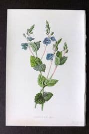 Hulme 1878 Antique Botanical Print. Germander Speedwell