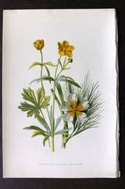 Hulme 1878 Antique Botanical Print. Goldilocks & Water Ranunculus