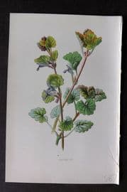 Hulme 1878 Antique Botanical Print. Ground Ivy