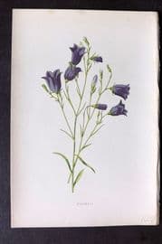 Hulme 1878 Antique Botanical Print. Harebell