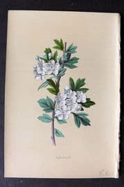 Hulme 1878 Antique Botanical Print. Hawthorn