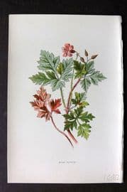 Hulme 1878 Antique Botanical Print. Herb Robert