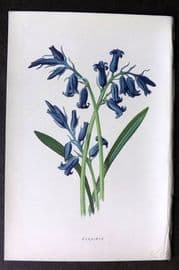 Hulme 1878 Antique Botanical Print. Hyacinth