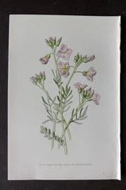 Hulme 1878 Antique Botanical Print. Lady's Smock, Bitter Cress or Cuckoo Flower