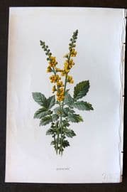 Hulme 1884 Antique Botanical Print. Agrimony