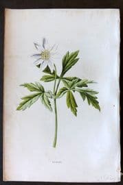 Hulme 1884 Antique Botanical Print. Anemone