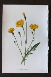 Hulme 1884 Antique Botanical Print. Autumnal Hawkbit