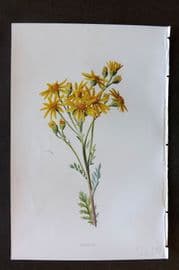 Hulme 1884 Antique Botanical Print. Bag-Wort
