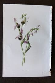 Hulme 1884 Antique Botanical Print. Bee Orchis Orchid