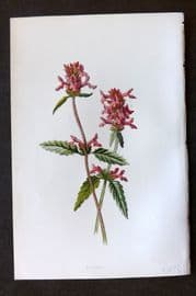 Hulme 1884 Antique Botanical Print. Betony