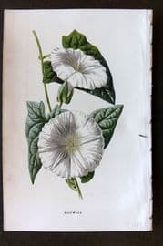 Hulme 1884 Antique Botanical Print. Bindweed