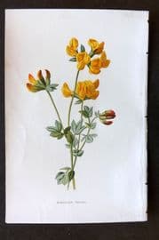 Hulme 1884 Antique Botanical Print. Birdsfoot Trefoil