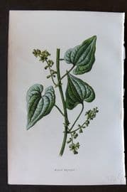 Hulme 1884 Antique Botanical Print. Black Bryony