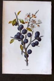 Hulme 1884 Antique Botanical Print. Blackthorn