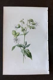 Hulme 1884 Antique Botanical Print. Bladder Campion