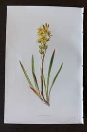 Hulme 1884 Antique Botanical Print. Bog Asphodel