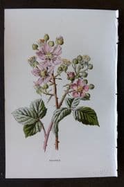 Hulme 1884 Antique Botanical Print. Bramble